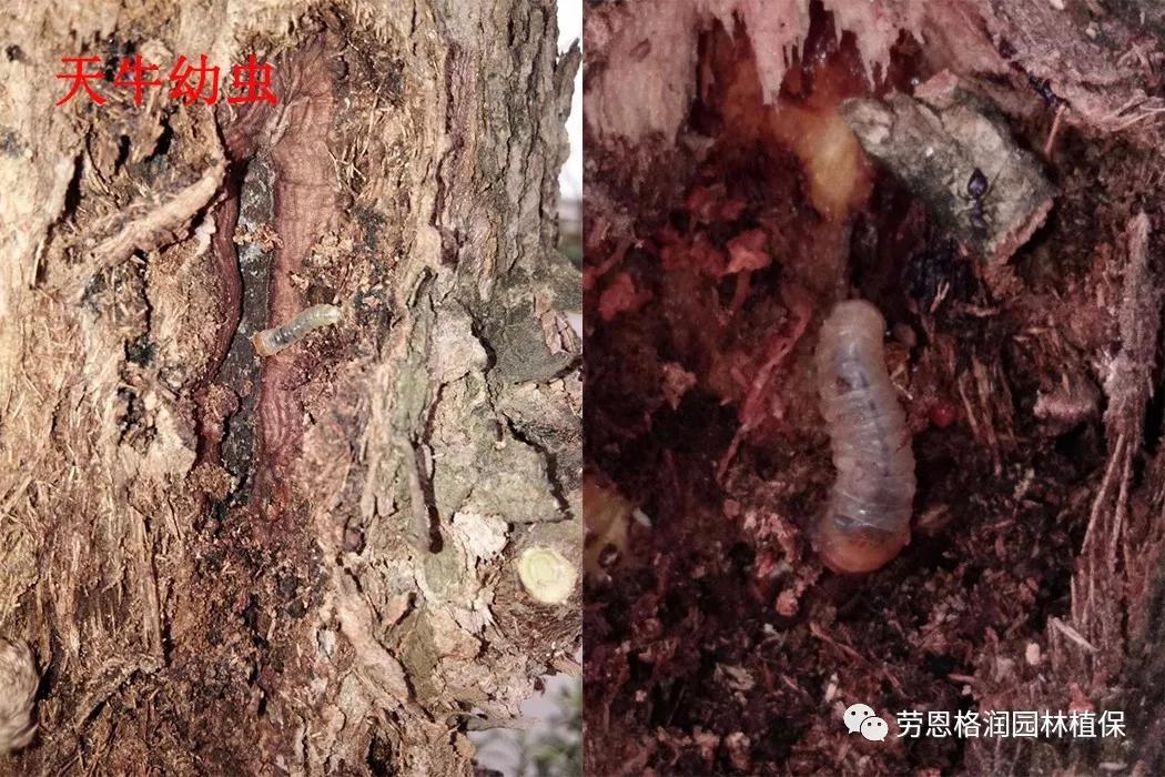 钻蛀性害虫防治最佳时期,园林常见鳞翅目害虫防治技术图片