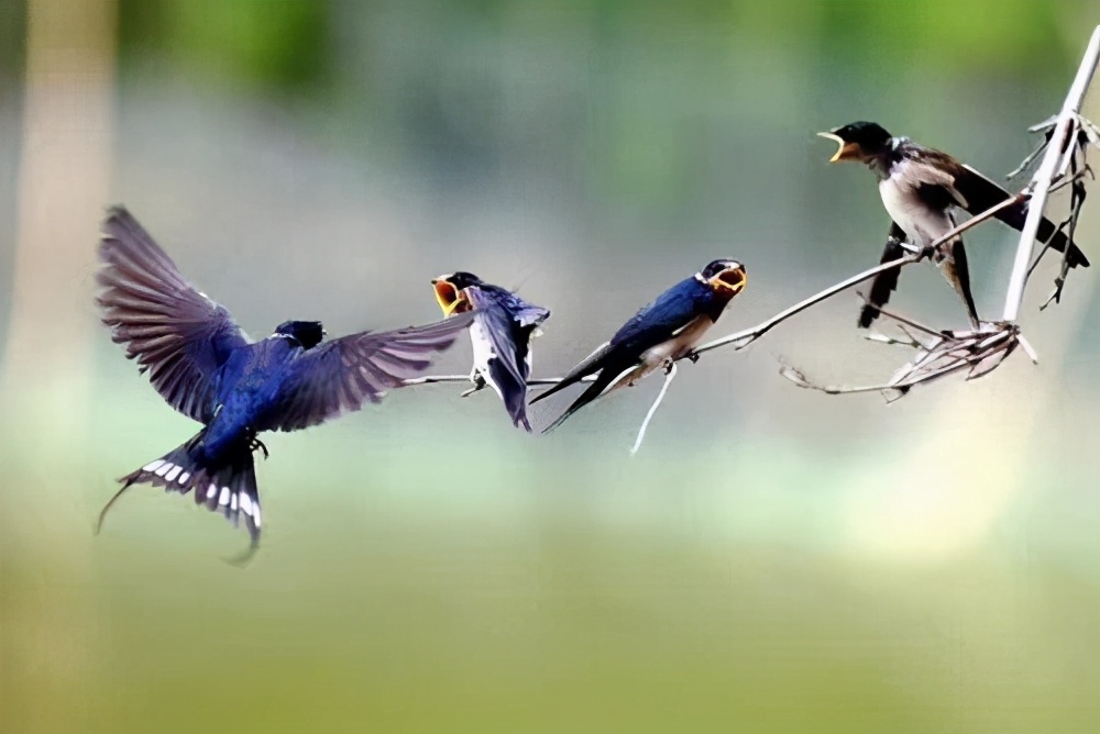 燕子教案逐字稿,教资面试燕子教案