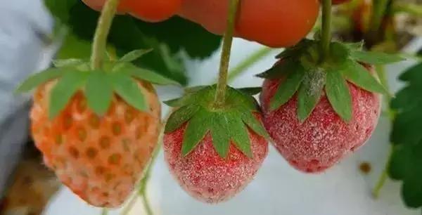 白芨病害及防治,白粉病用药防治