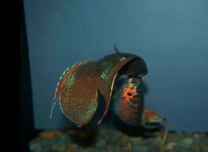 圆尾斗鱼能和泰国斗鱼杂交吗,圆尾斗鱼观赏鱼