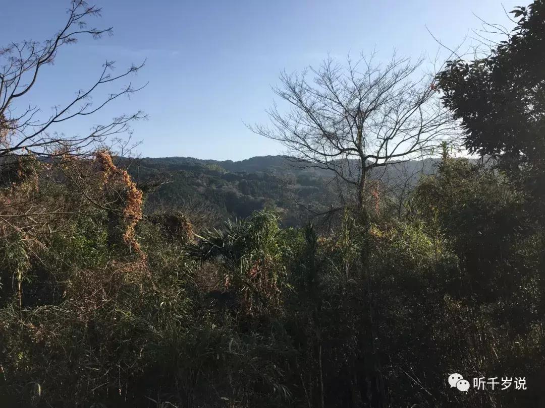 日本东京熊本熊,日本熊本游