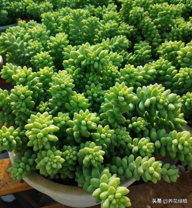 公共楼顶养多肉怎么防盗,多肉放楼顶会不会夏天晒死