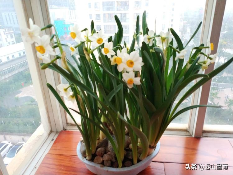 2020新年到、昆明暖冬迎春来,又是一年水仙花开、淡香飘逸的季节