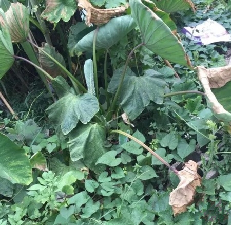 草龟怎么度过应激反应期,如何防止草龟的应激