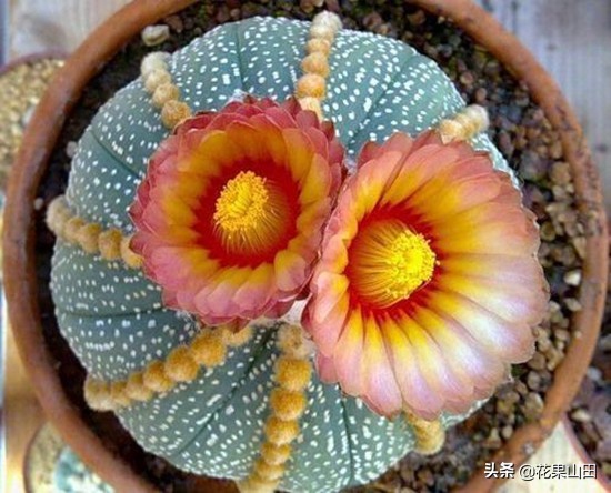 仙人球开完花以后浇什么肥料,仙人球开花要注意哪些