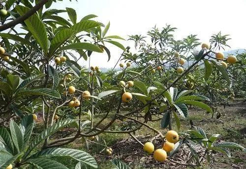 城厢区常太镇首届“壶兰耕读·云上枇杷文化节”暨第22届枇杷节来啦！快来“嗨枇”吧~