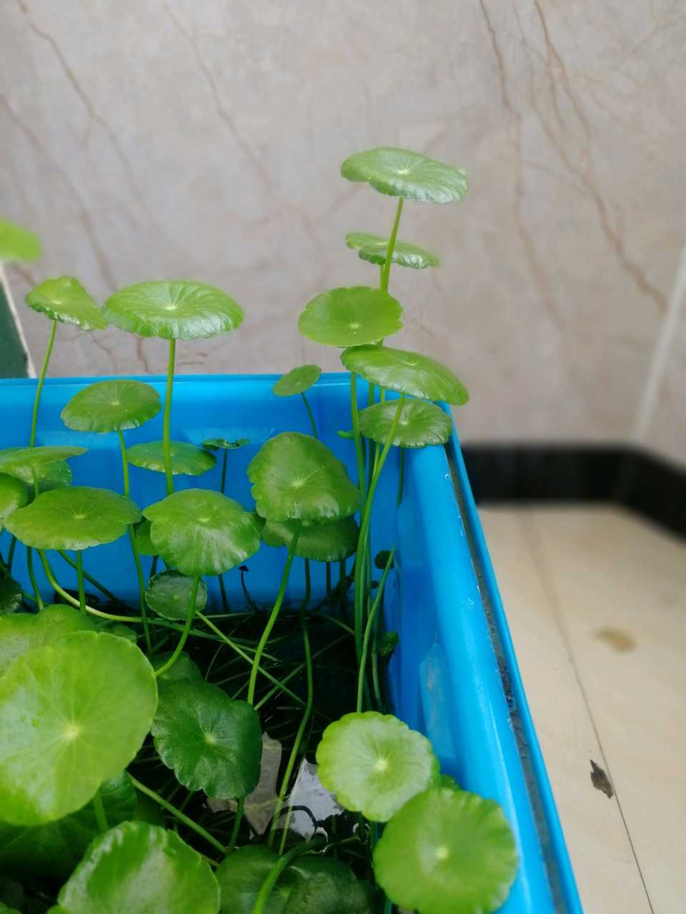 这些爱喝水的花，养护时要拼命灌水，可以枝繁叶茂