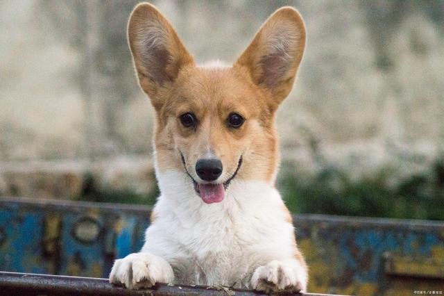 如何训练柯基在阳台定点上厕所,如何训练柯基在指定的地方上厕所