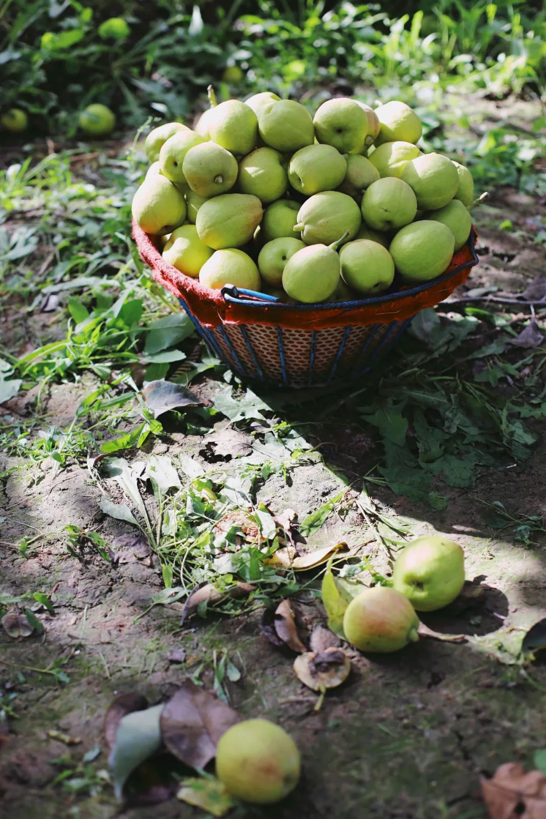 苏州女子探秘南疆巴州：这是一处色彩的世界，超出你的想象