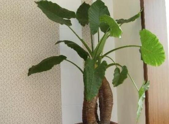 滴水观音夏天怎么养,滴水观音冬天养殖方法和注意事项