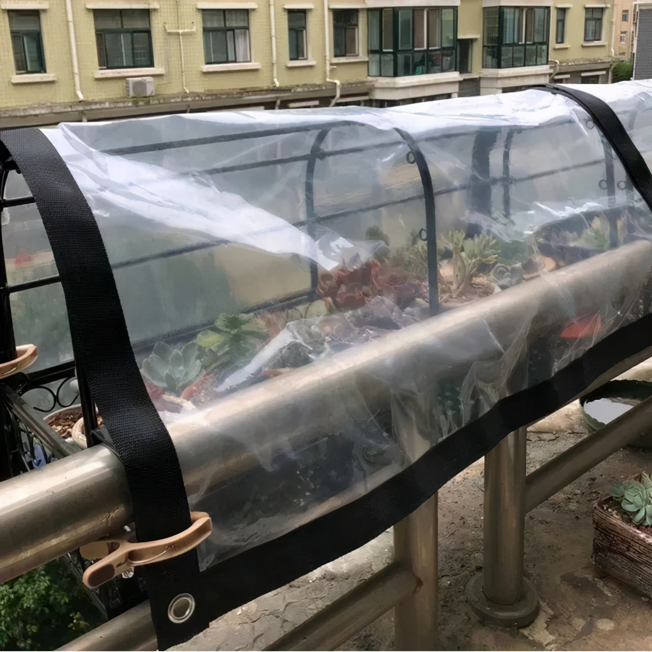 多肉植物怎样养新手入门篇,新手养多肉植物需要掌握的8点