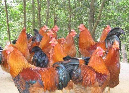 阉鸡的饲养技巧,阉鸡养殖技术教程视频