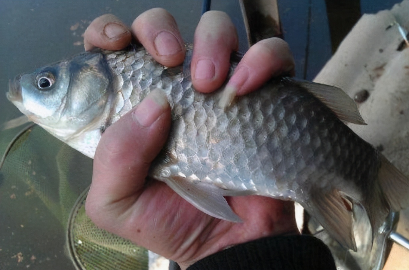 天冷大板鲫会靠岸吗,天冷为什么能钓大板鲫