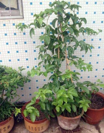 百香果放什么肥料容易开花结果,百香果10月还能开花结果吗
