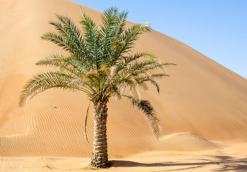 贫穷限制了我的想象力迪拜,三个你不知道的迪拜真相