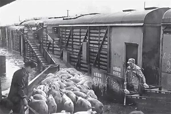 三趟快车|不为人知的“赶车人”（二）