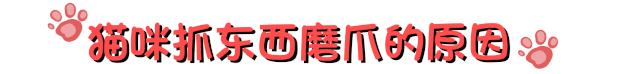 猫咪爱磨脚怎么回事,为啥猫咪爱挠沙发