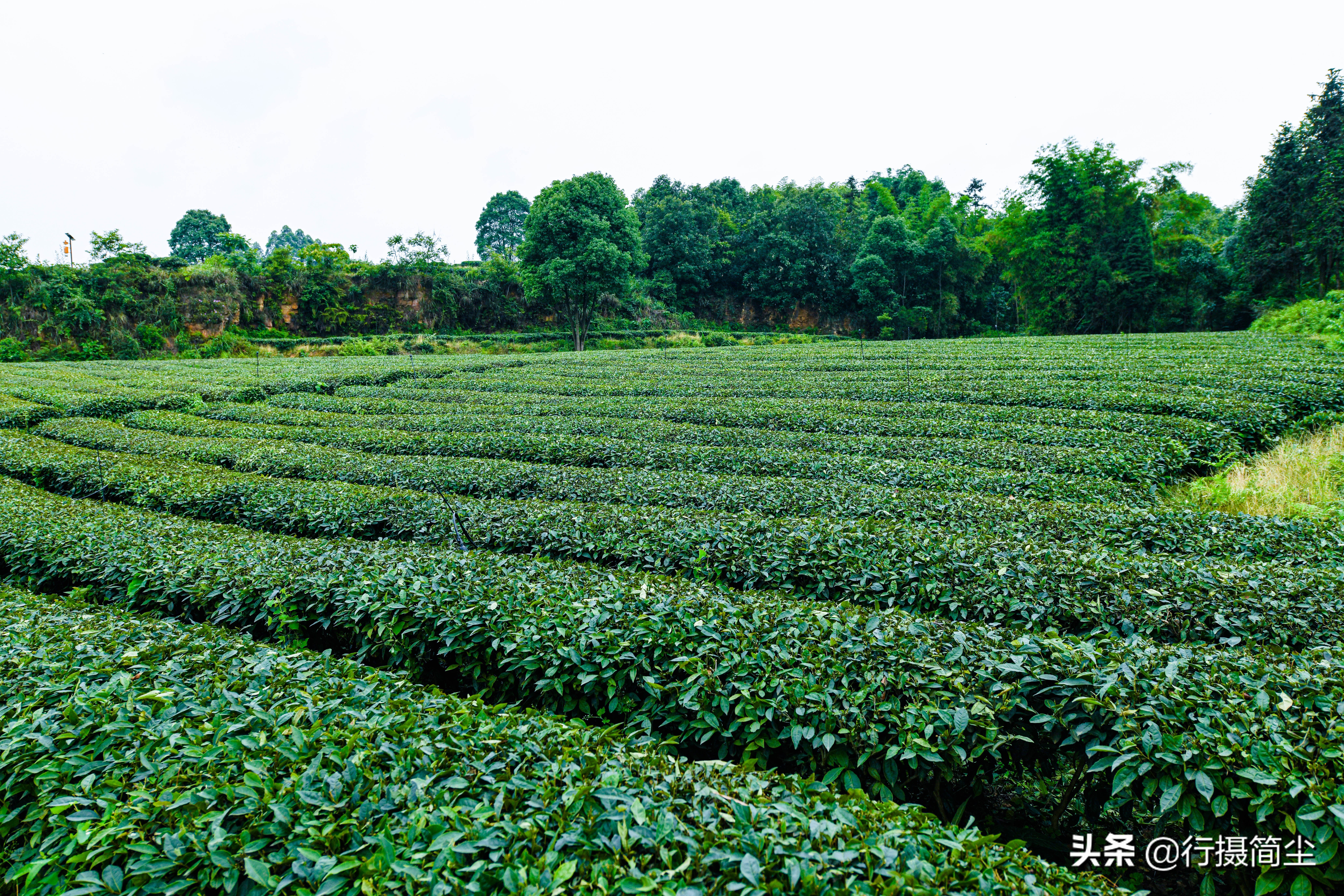 永川茶山竹海，茶山含情，竹海溢笑
