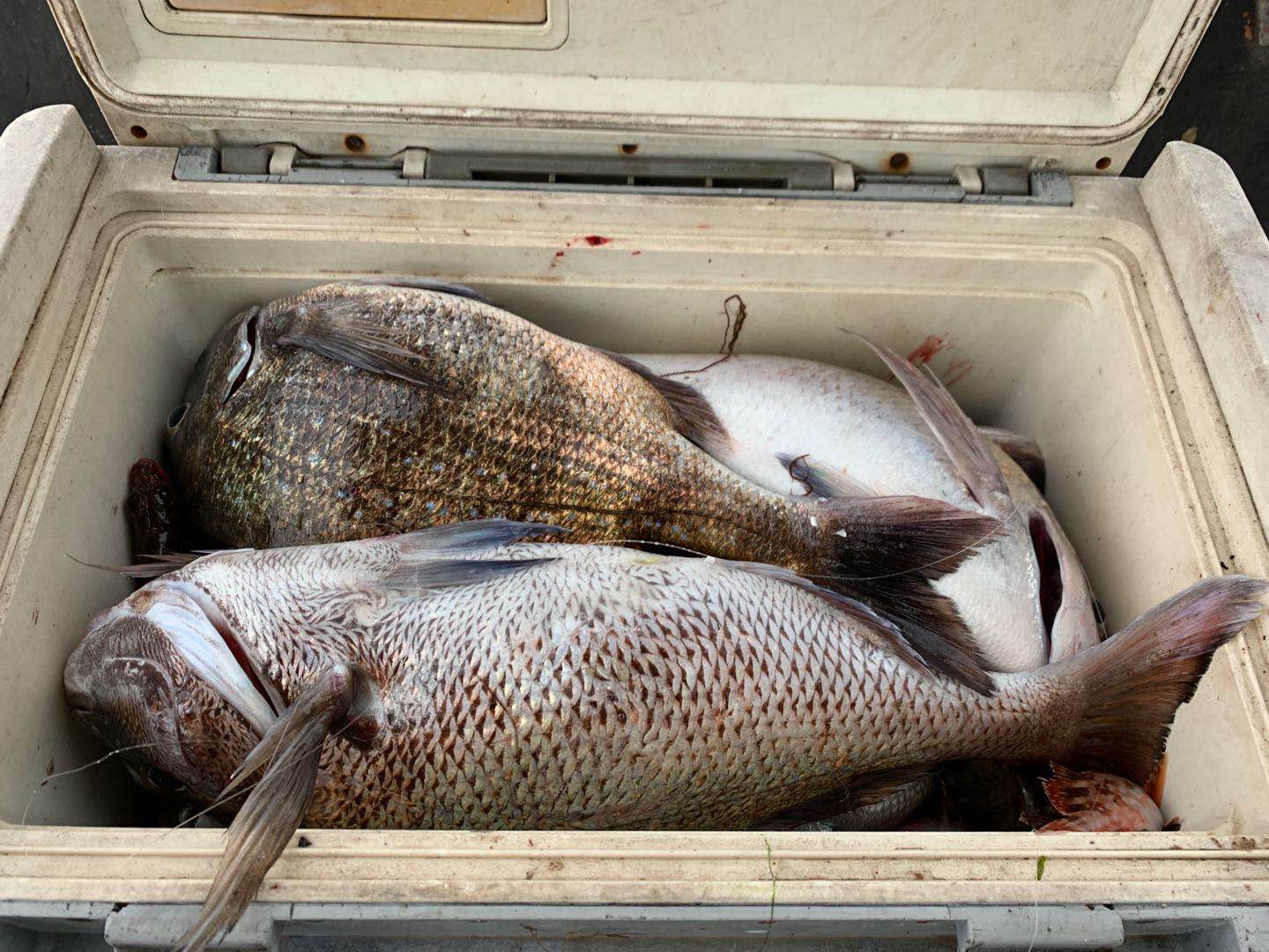 海钓的收获和感觉,海钓的动力有多大