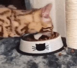 猫一天放了好几个臭屁,猫咪放的屁巨臭怎么回事