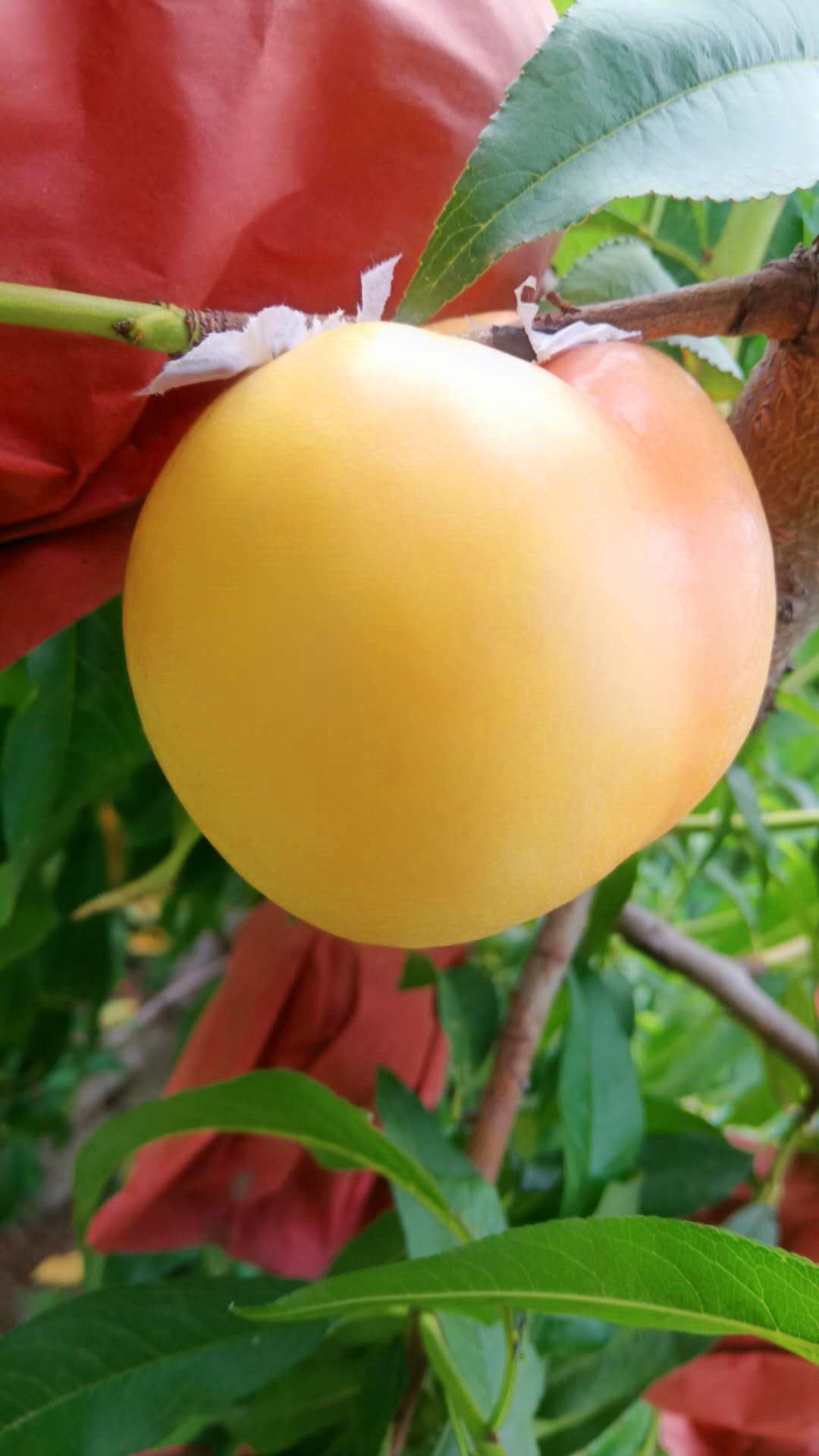 沂水黄金桃哪里最多,山东省沂水县黄桃