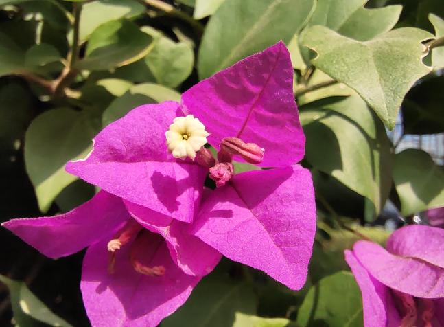 vivos5怎么拍照才好看,vivos5拍照有哪些功能