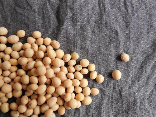 听说你双十一剁手了大豆异黄酮,好吃么