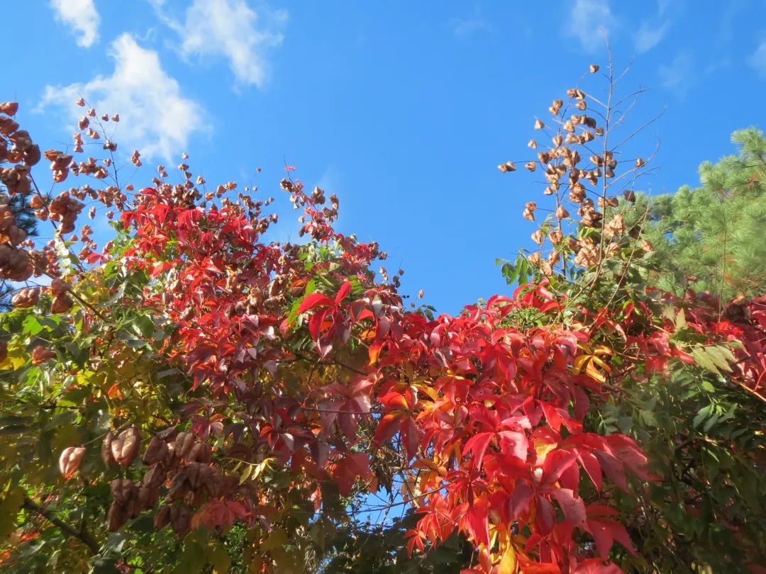 同学们好，今天我们学习的课文是《爬山虎的脚》