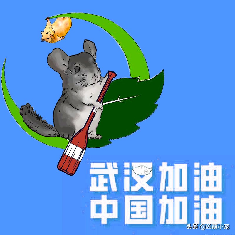 龙猫疾病,龙猫科普