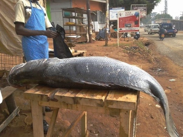 非洲维多利亚湖中泛滥的尼罗河鲈鱼都胖成球了,真的太嚣张了