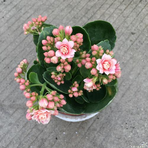 长寿花开始干枯怎么办,长寿花开花后干枯怎么办