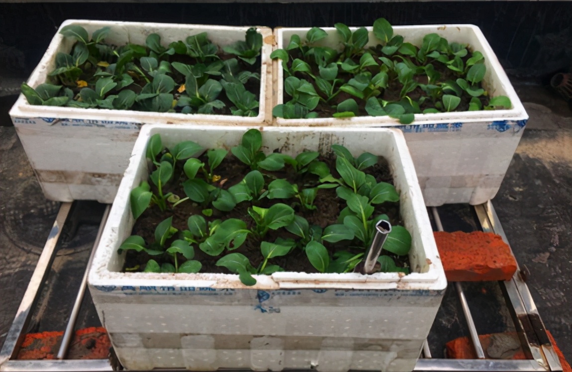 养花怎么选盆,新手养花推荐什么盆