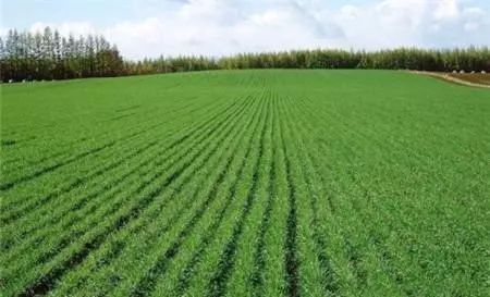 农村土地一亩是多少个平方,一亩等于多少平米农田