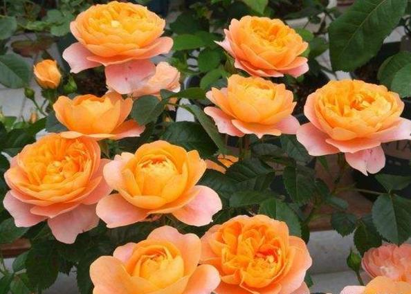 果汁阳台属于黄颜色的花吗,开花爆盆的果汁阳台