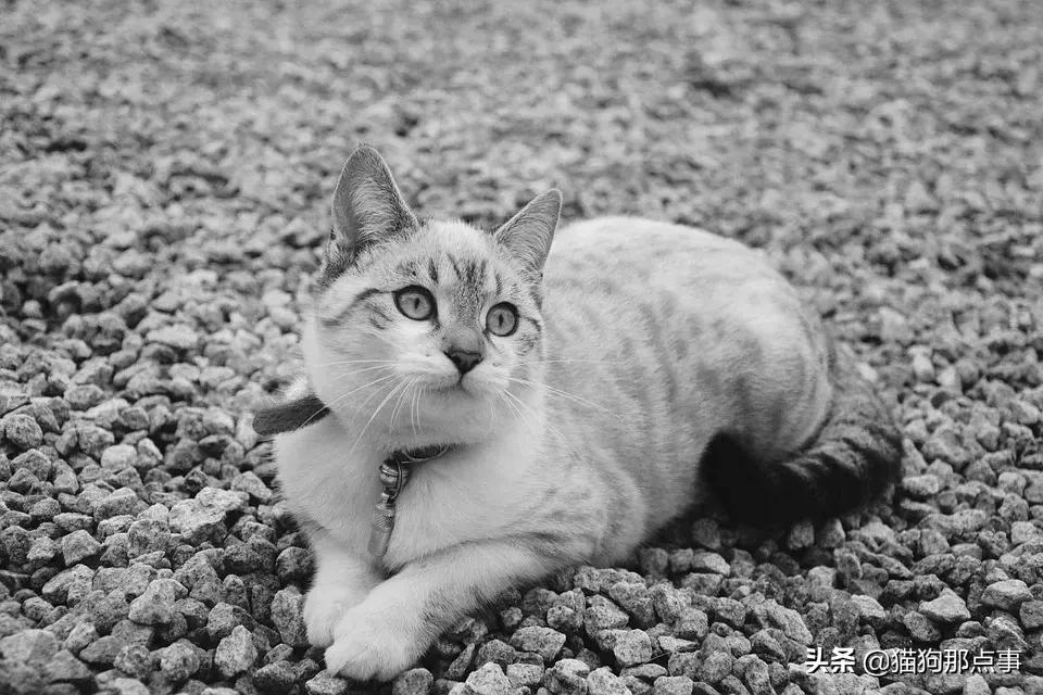 猫得猫瘟不想养了,养过猫瘟的猫能养狗吗