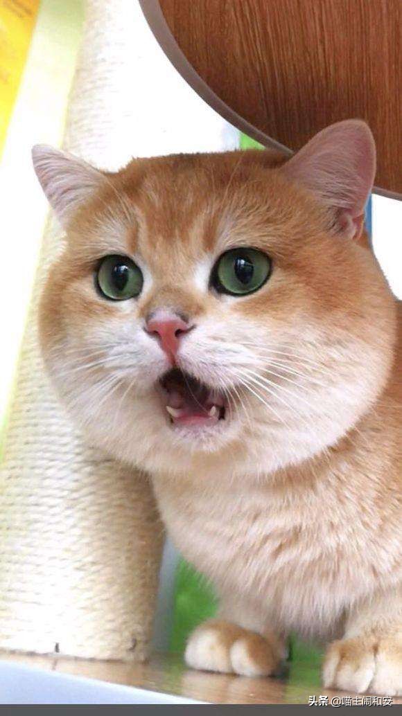 训猫上厕所的正确方法,怎么训猫让猫情绪稳定