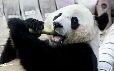 熊猫贝贝回国后的视频,熊猫贝贝回国后最新视频