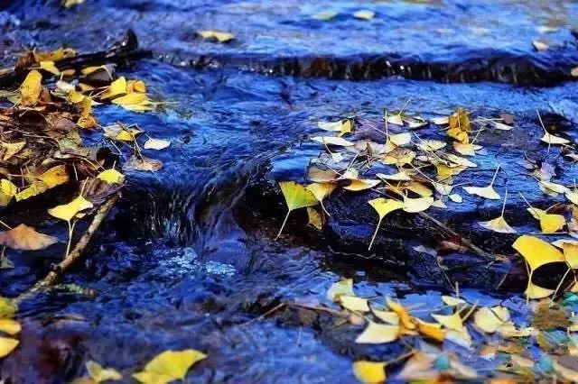 温州秋冬的银杏树确实美,温州最原生态银杏