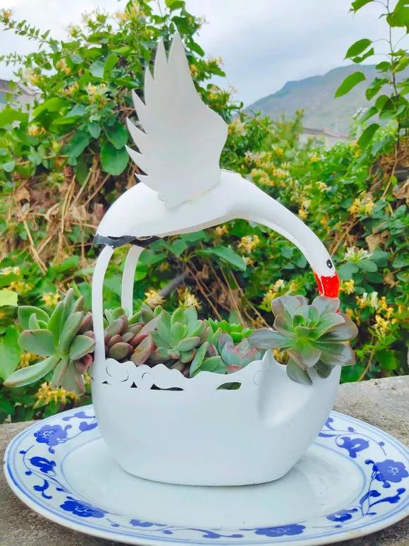 洗衣液桶剪2刀秒变各种养花神器,旧洗衣液瓶怎样剪养花好看