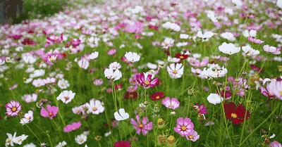 美景就在家门口下句是,美景就在家门外