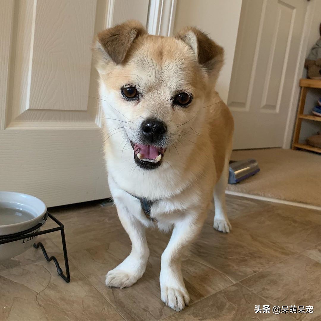 72种名犬最好养的宠物狗排名,什么狗最温顺不咬人又可爱小型犬