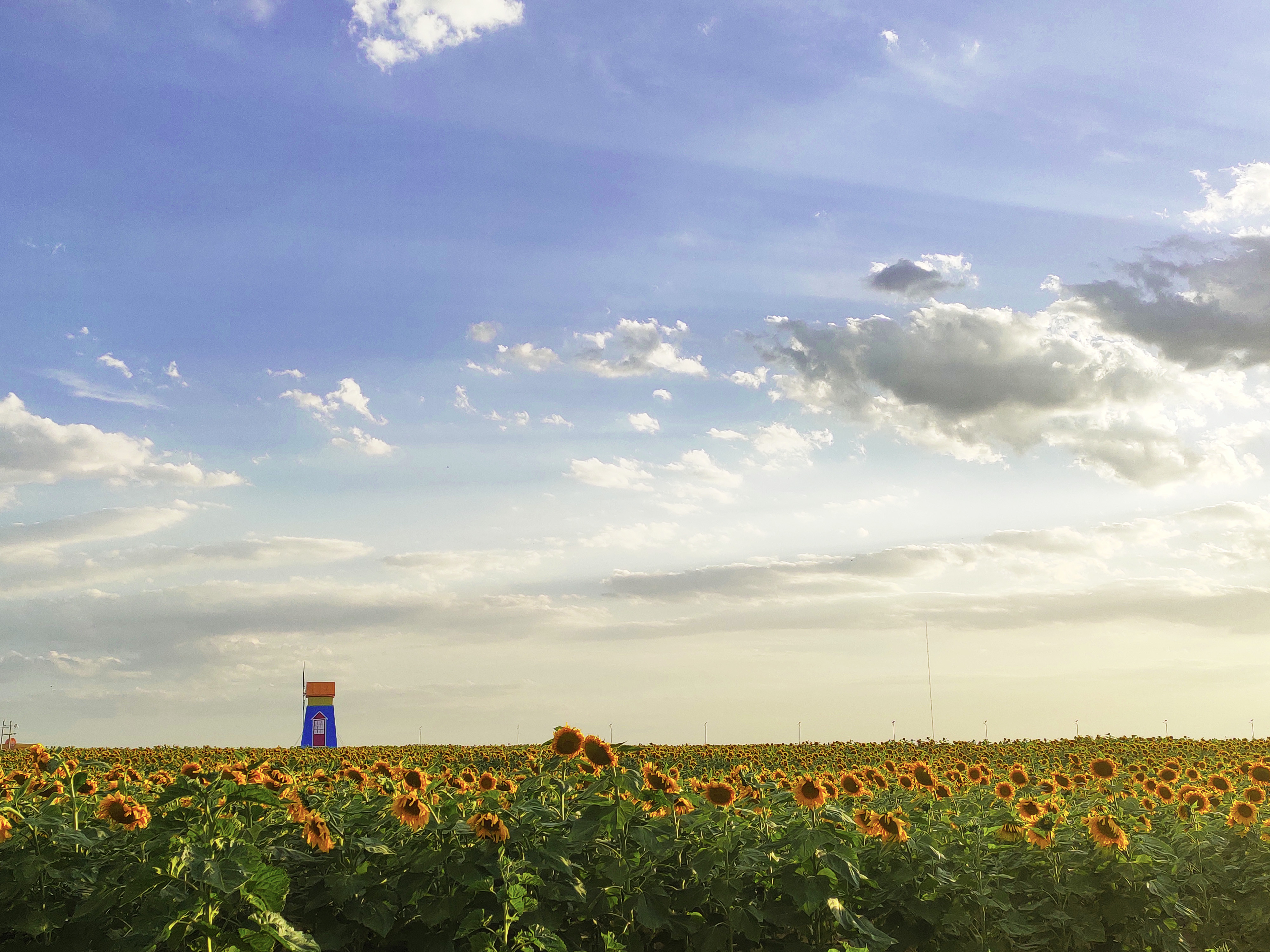 拍花海摄影技巧,如何拍出好看的花海视频