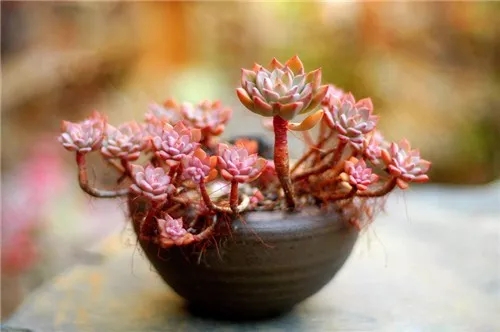 多肉老桩速成法，根本用不了三五年！美的大开眼界