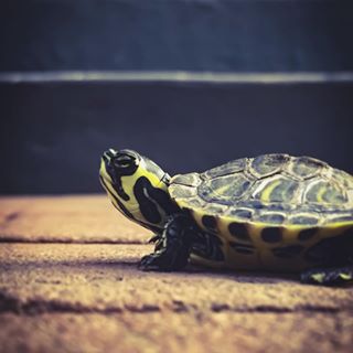 新手养龟最好养哪几种龟,如何分别浅养龟和深养龟