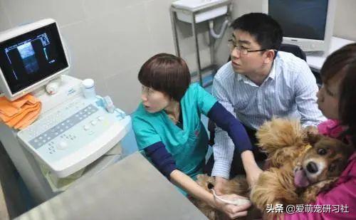 为什么给宠物看病那么贵,宠物狗看病为什么这么贵