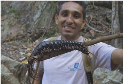 世界上最大的蜈蚣100米外形图,世界最大加拉帕比斯巨人蜈蚣