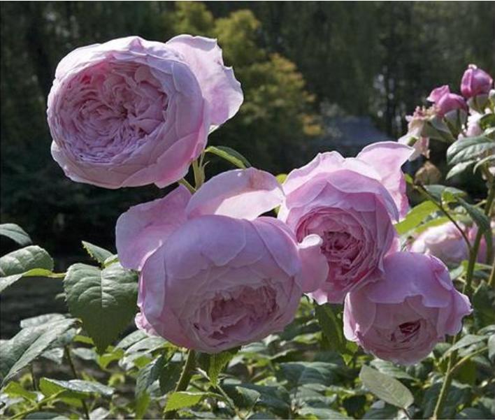 藤本月季自由精神,藤本月季自由精神和欢迎的区别