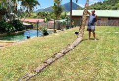 17米的巨蟒长什么样子,巨蟒最长能达到12米