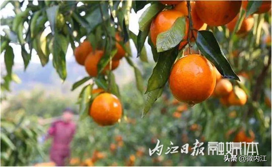 内江增长迅速,内江继续前进