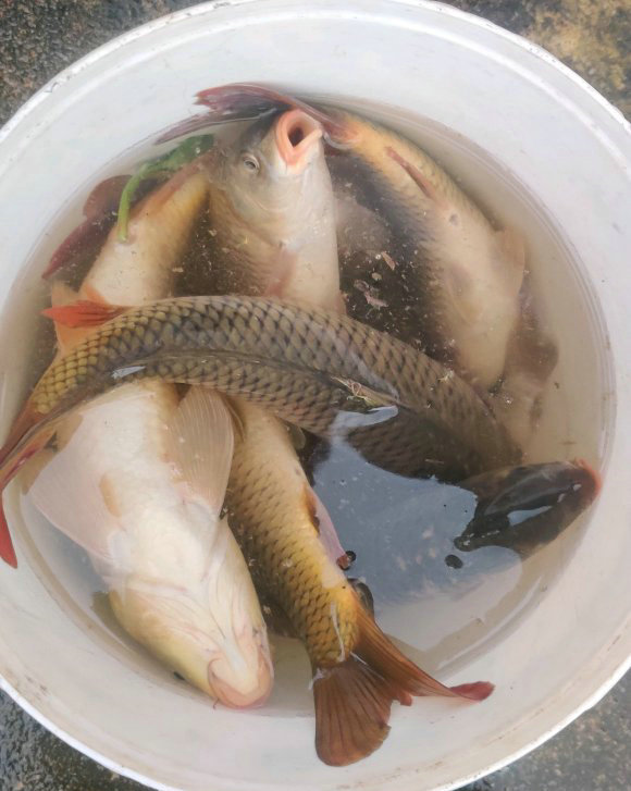 众人钓大鱼,一群人钓大鱼名场面